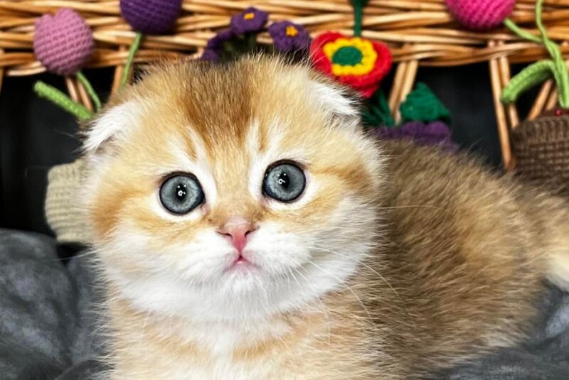 Icar Scottish Fold male black golden ticked tabby live animals