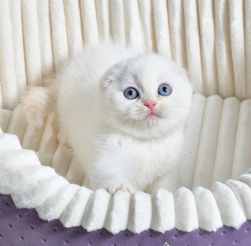 Jeff Scottish Fold male cream tabby pointed - live animals