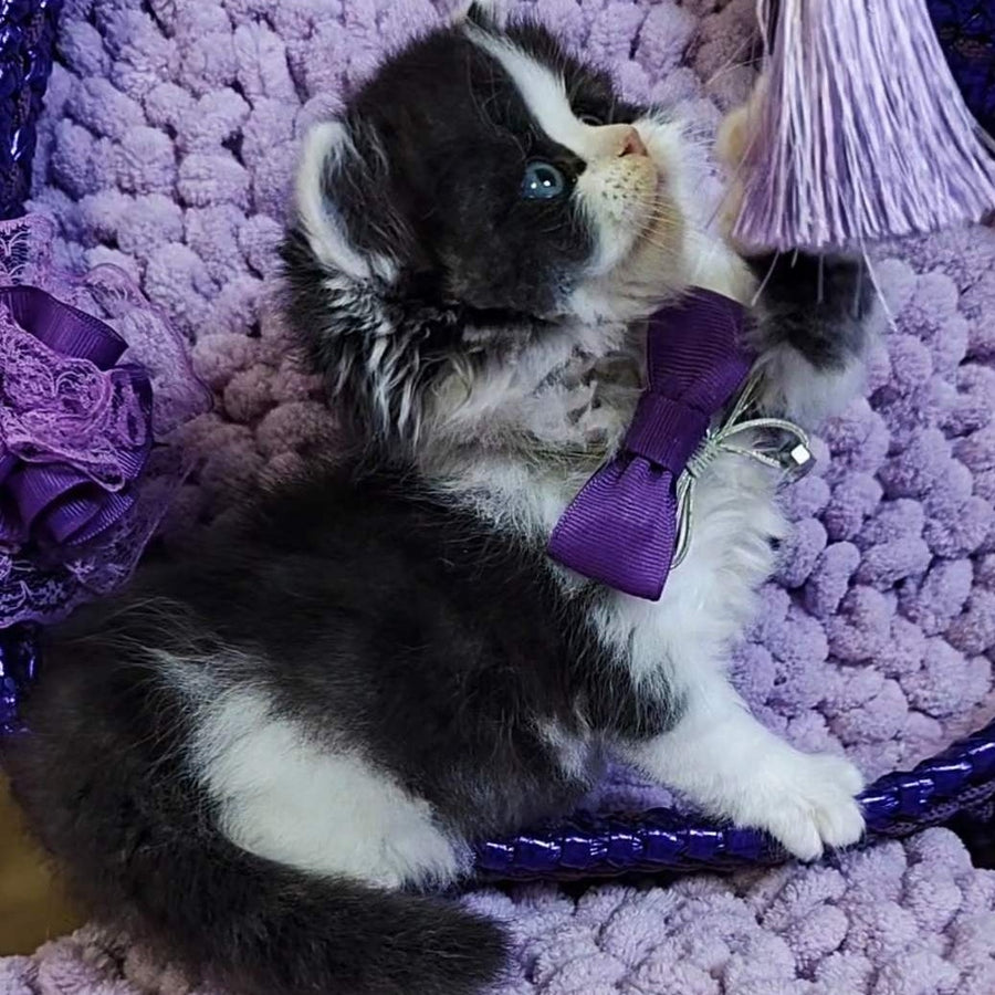 Velvet Scottish Straight male, black bicolour tabby