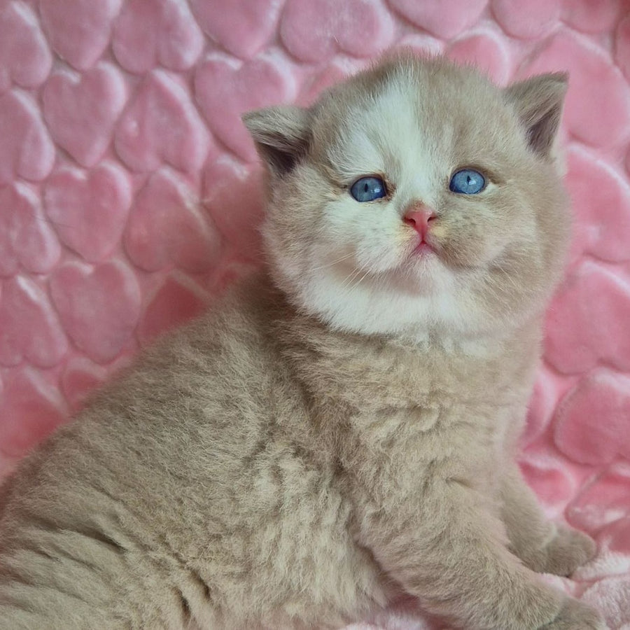 Gummy British Shorthair male, fawn with white