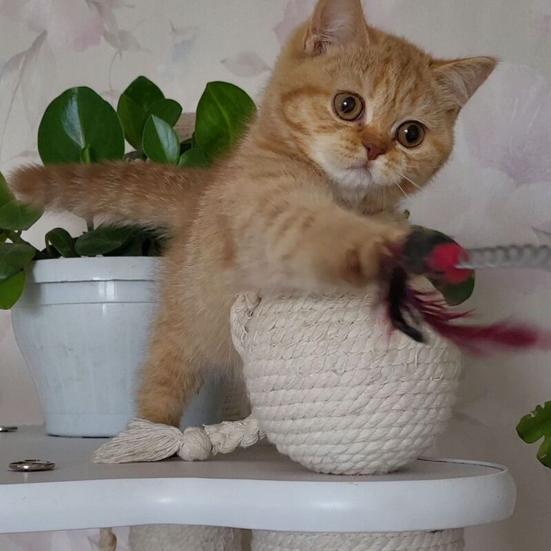 Alina British Shorthair female cinnamon - live animals