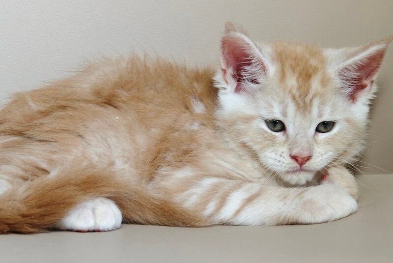 Govard Maine Coon male, red silver tabby