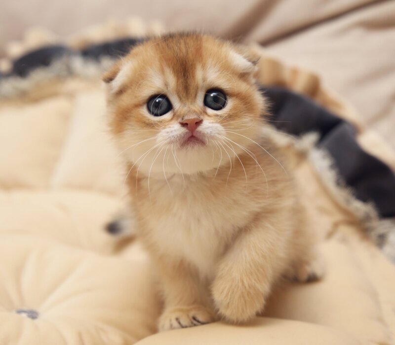 Greta Scottish Fold female black golden shaded - live animals