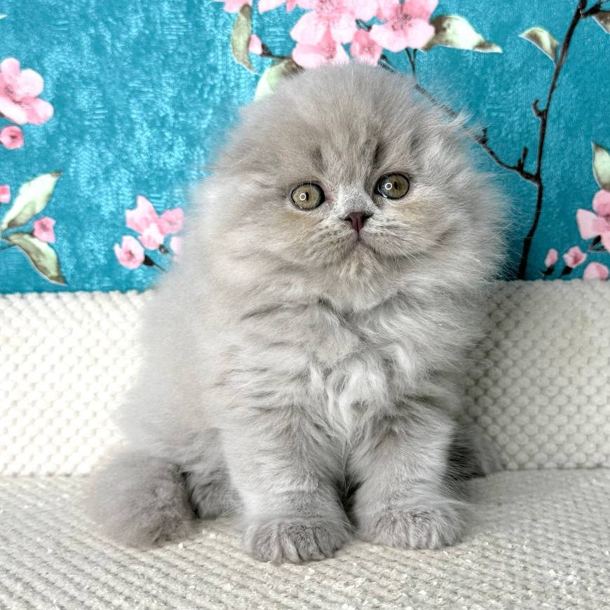 Kitty Scottish Fold female, lilac