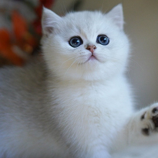 Charm British Shorthair male, black silver shaded