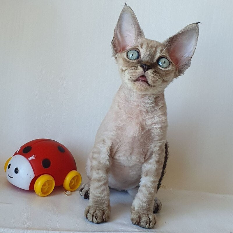 Marik Devon Rex male black tabby pointed - live animals