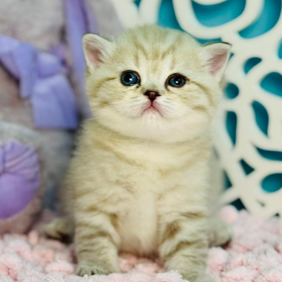 Djuliet Scottish Straight female, black pointed tabby
