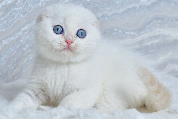 Jeff Scottish Fold male cream tabby pointed - live animals