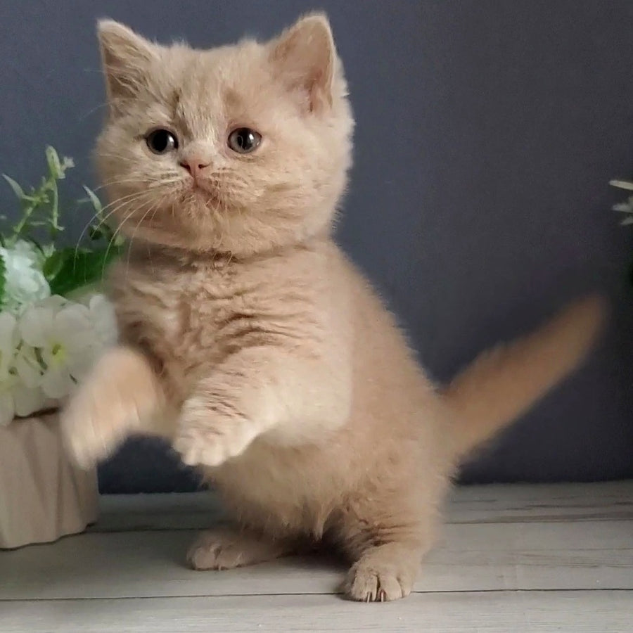 Felicia British Shorthair female, fawn