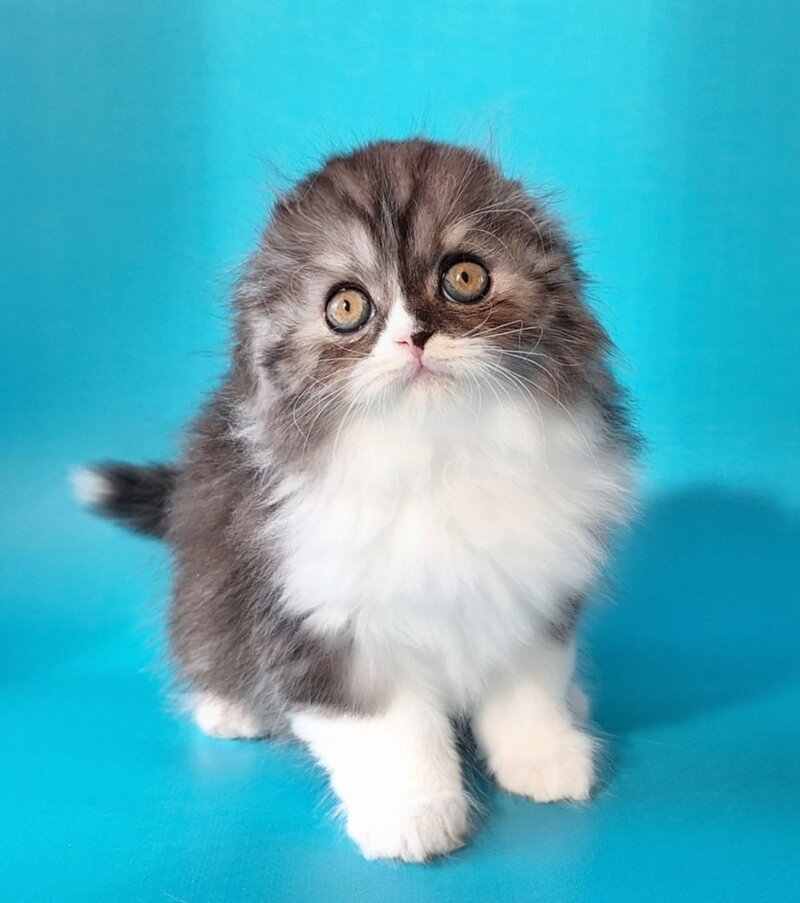 Xavier Scottish Fold male, black silver bicolour