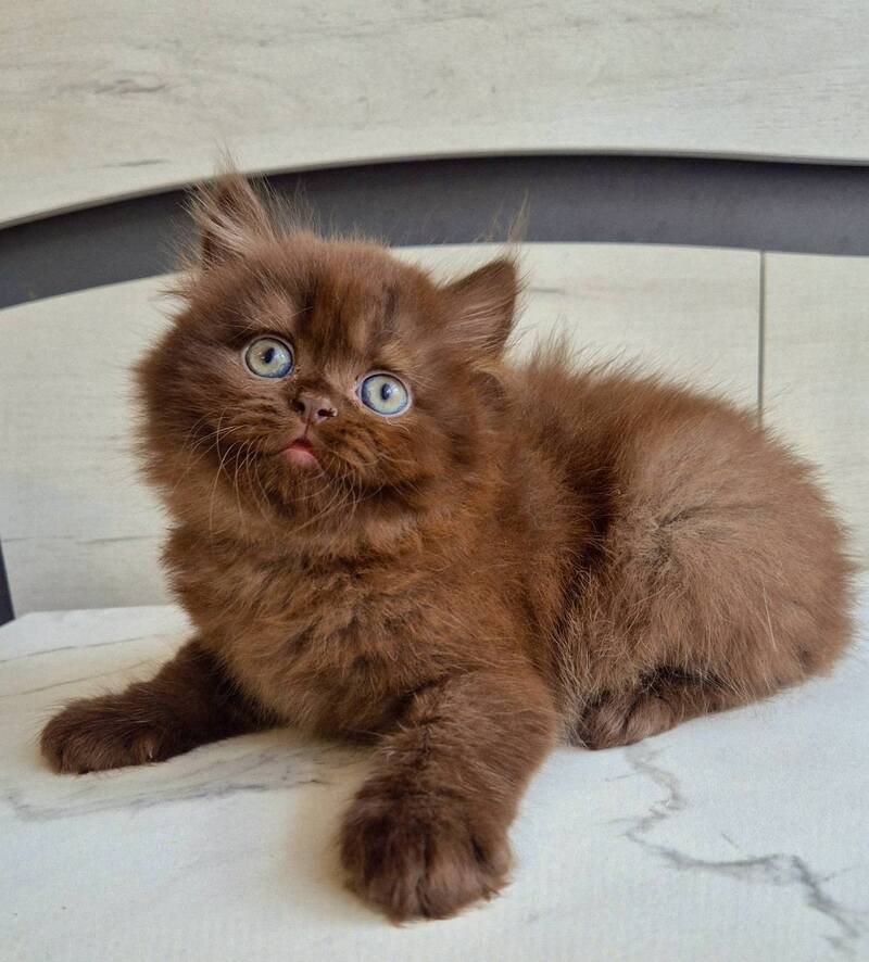 Tomas British Longhair male, chocolate