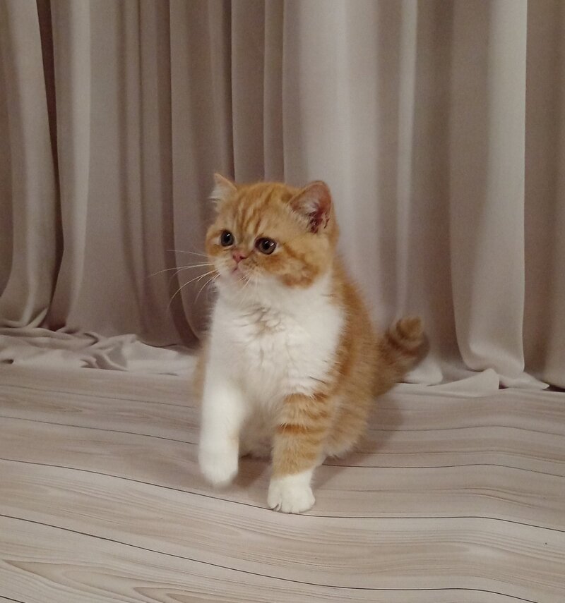 Ida Exotic female, red bicolour