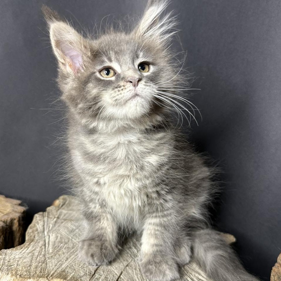 Piper Maine Coon female, blue tabby