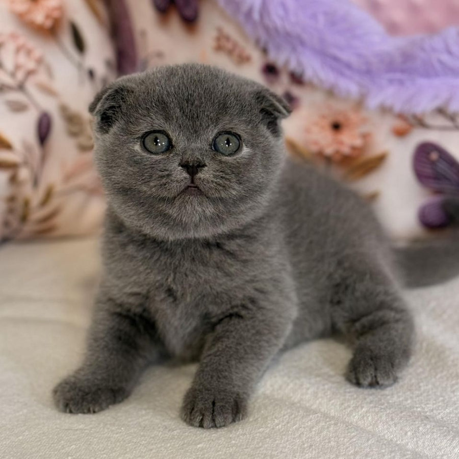 Polinochka Scottish Fold female, blue