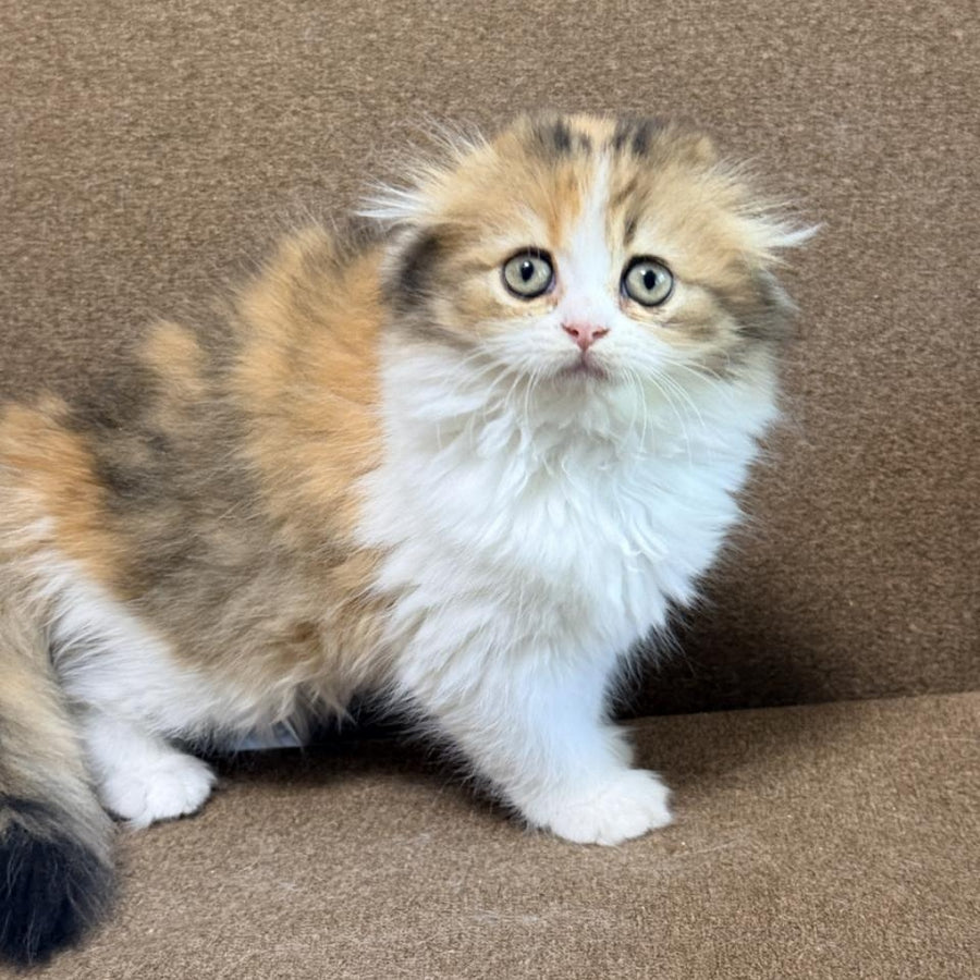 Carmelita Scottish Fold female, black tortie bicolour