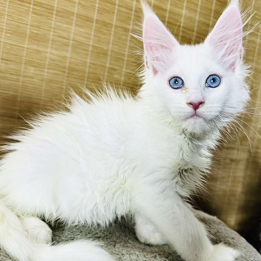 Melissa Maine Coon female, white