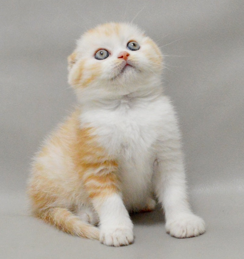 Vincent Scottish Fold male red silver spotted tabby bicolour - live animals