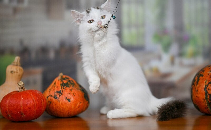 Limonchella Munchkin female, chocolate tabby van