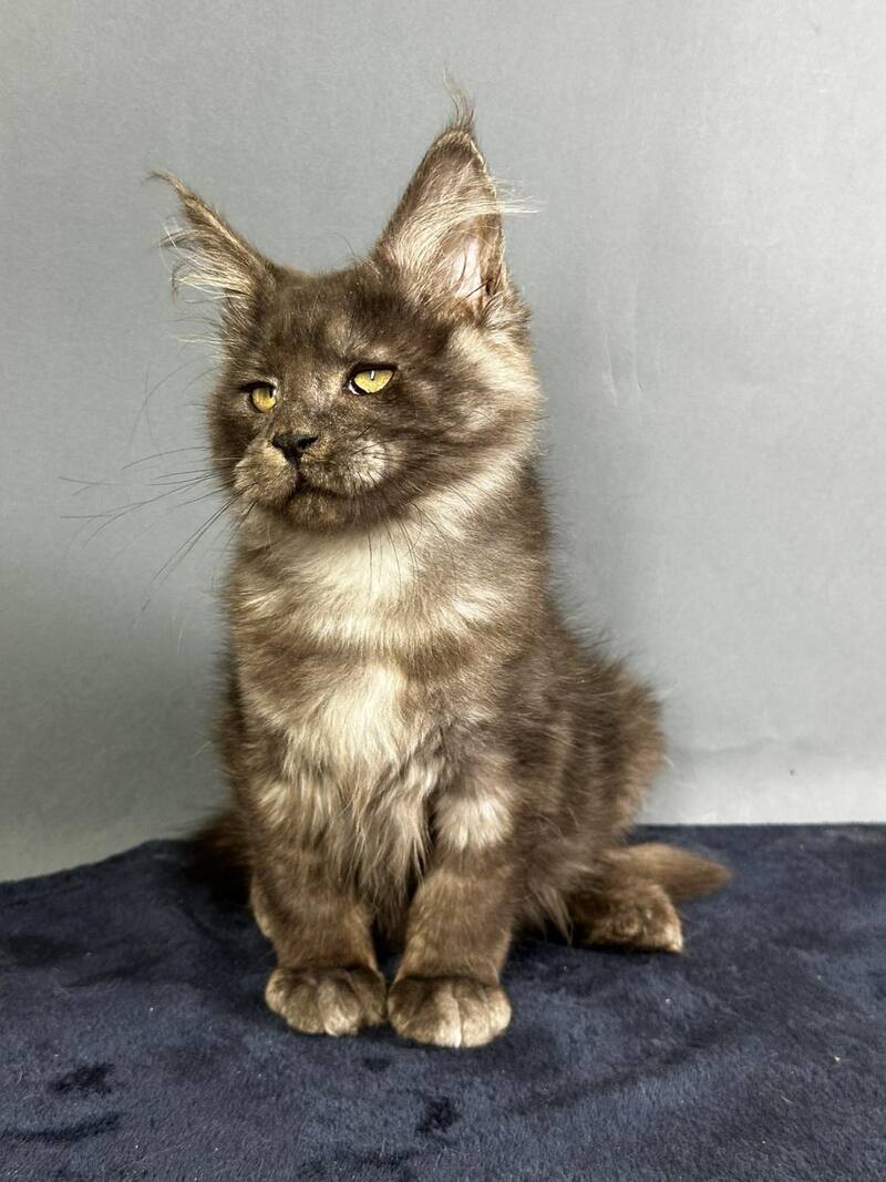 Gordon Maine Coon male black silver - live animals