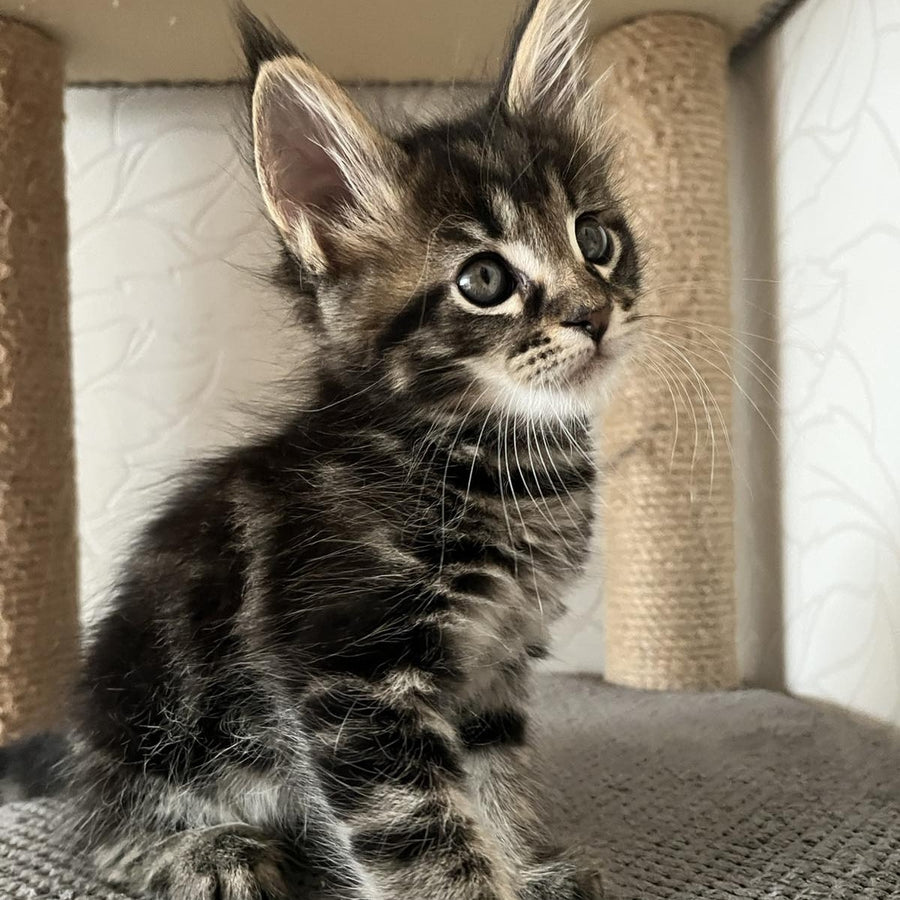 Indigo Maine Coon male, black tabby