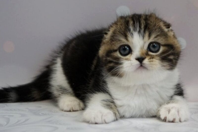 Marcus Scottish Fold male, black tabby bicolour