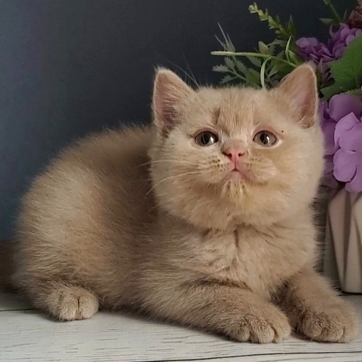Feya British Shorthair female, fawn