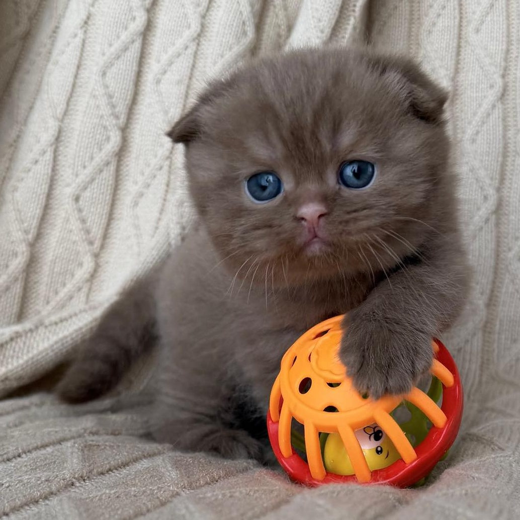 William Scottish Fold male, cinnamon