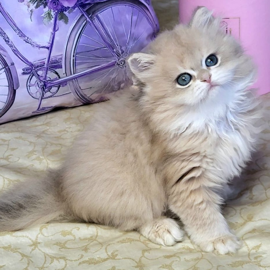 Zephyr British Longhair male, blue golden chinchilla