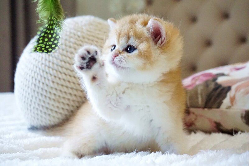 Danica British Shorthair female, black golden chinchilla