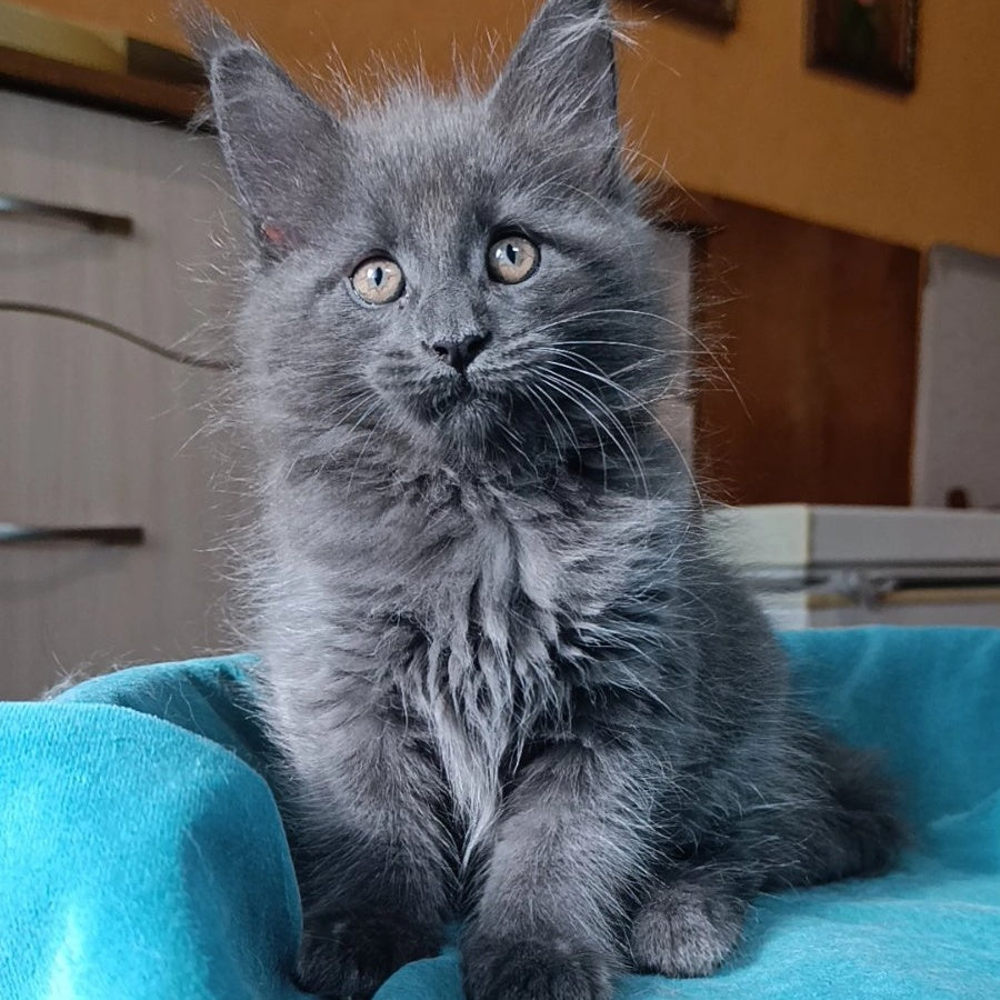 Quasar Maine Coon male, blue