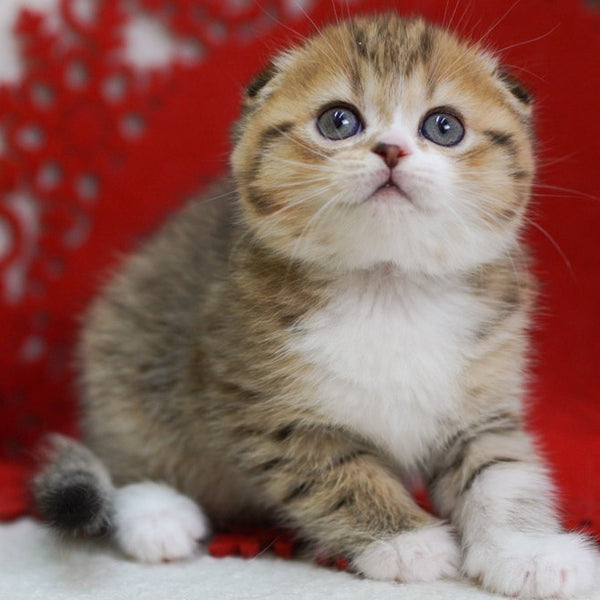 Dior Scottish Fold male, black spotted tabby bicolour