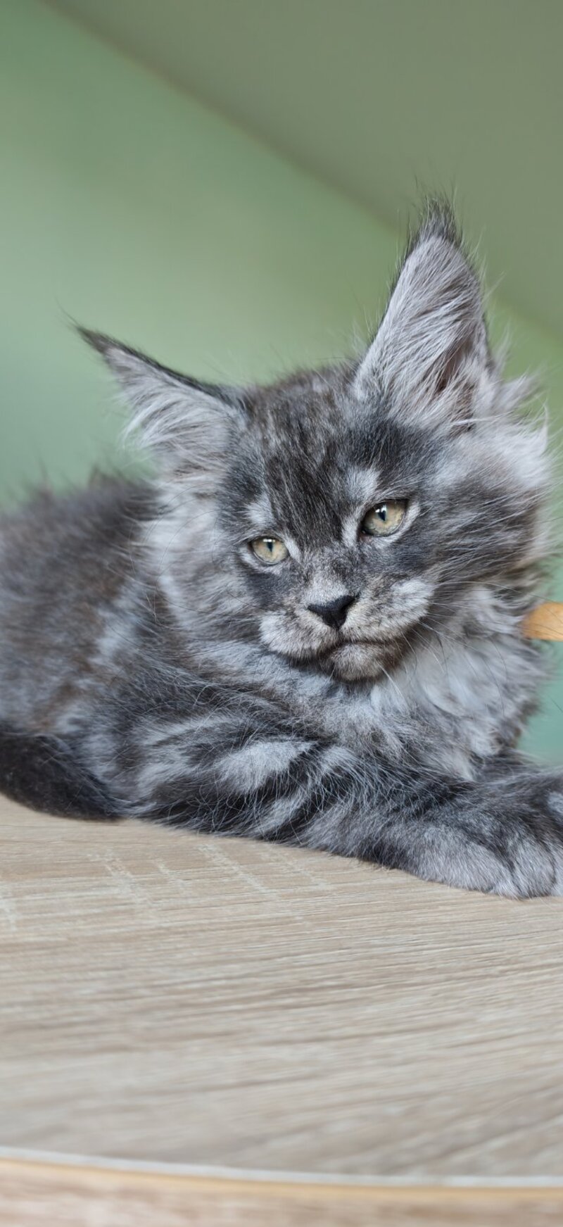 Grey Maine Coon male, black