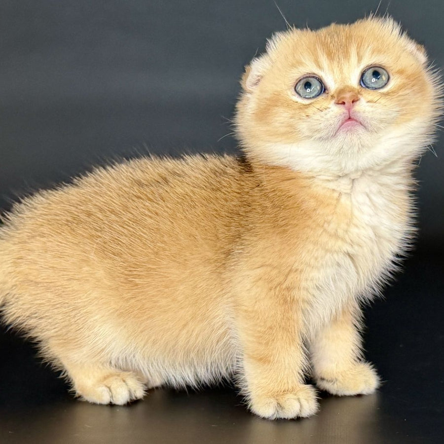 Ulani Scottish Fold female, black golden chinchilla