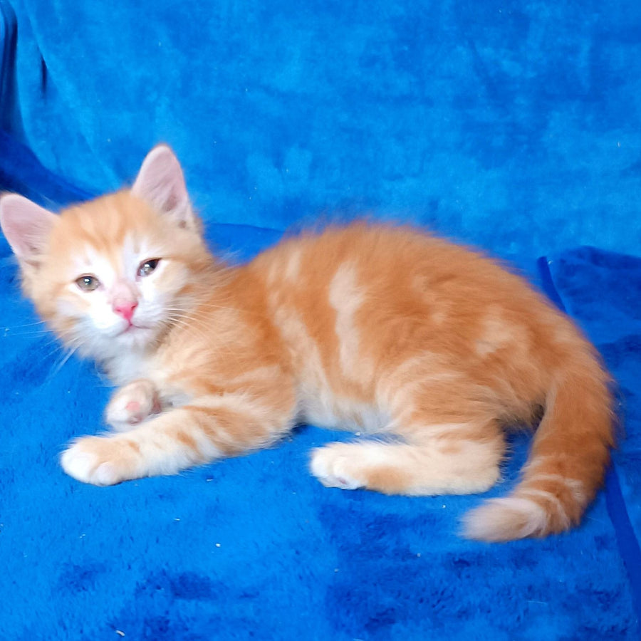 Elvis Siberian male, red tabby