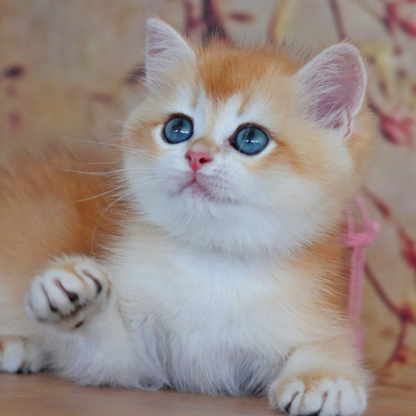 Yvonne British Shorthair female, black golden shaded