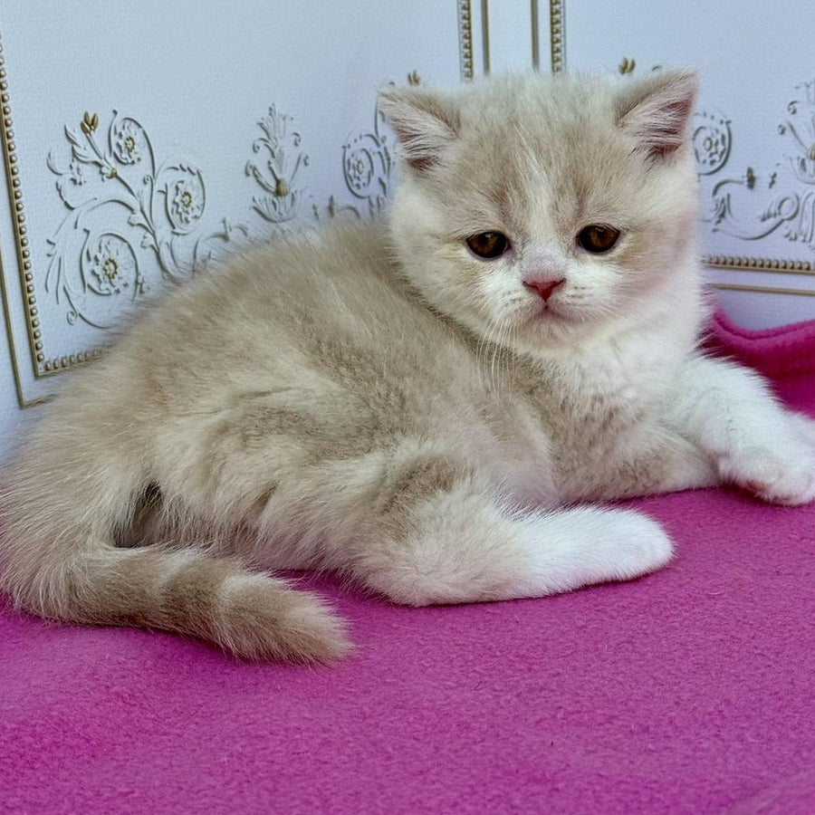 Vinny Scottish Straight male, cream bicolour