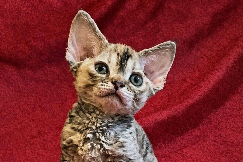 Bella Devon Rex female black tortie spotted tabby - live animals