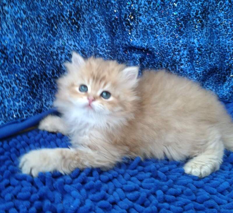 Rodger British Longhair male black golden shaded - live animals