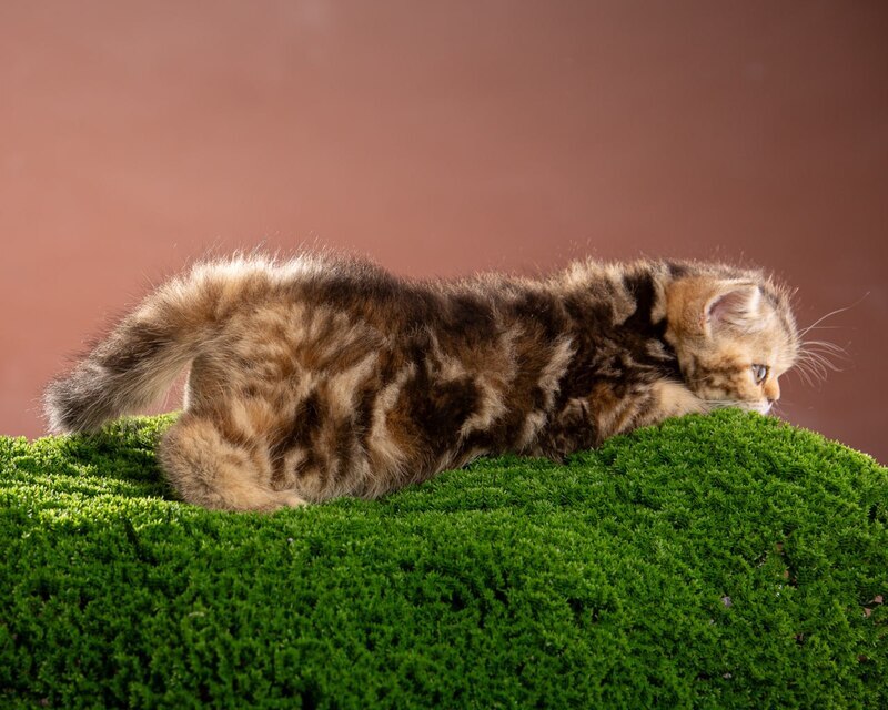 Naomie Scottish Straight male black tortie tabby - live animals