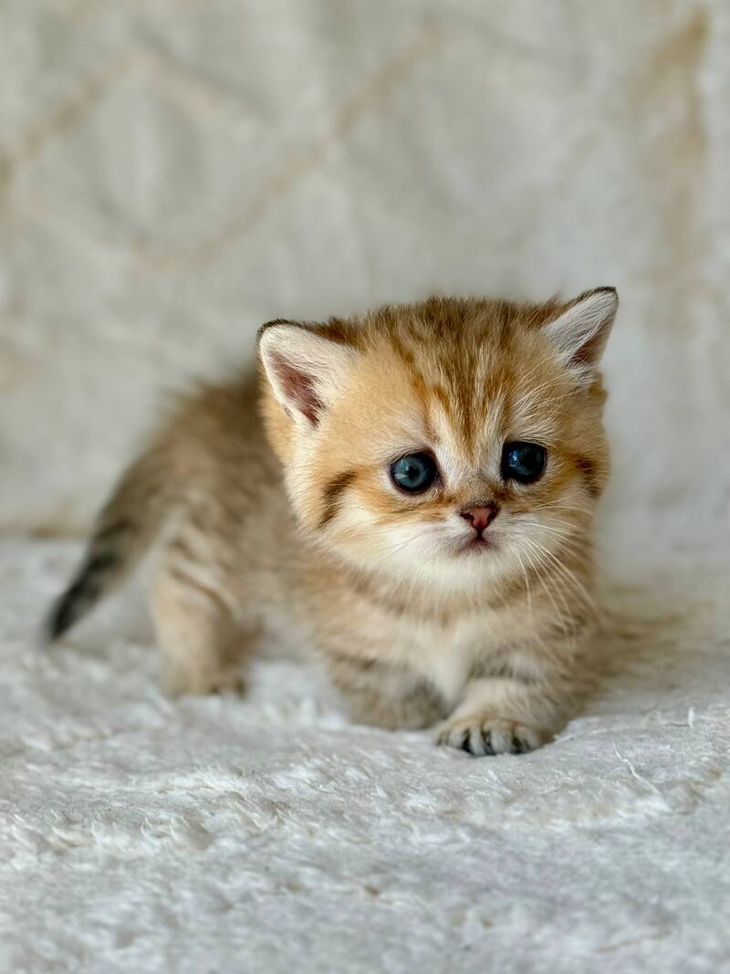 Ziva Munchkin female black golden spotted tabby - live animals