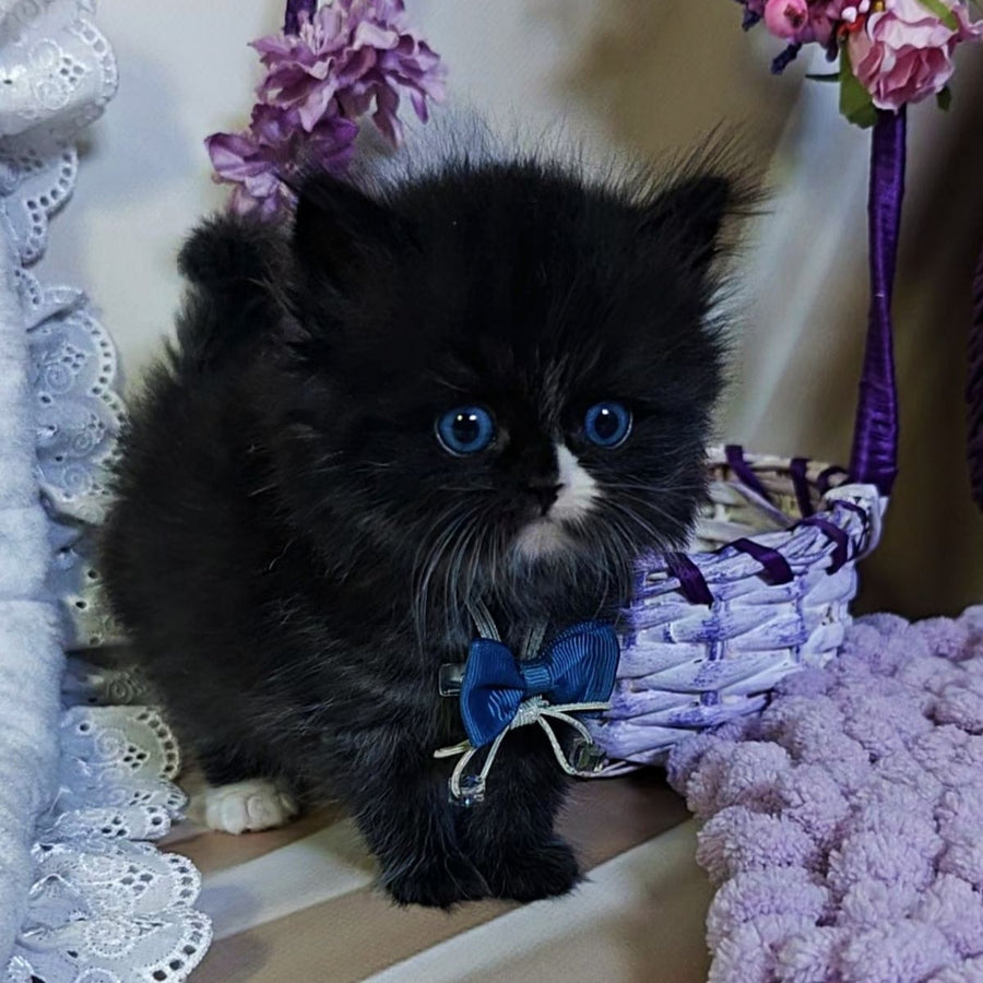 Vision Scottish Straight male, black with white