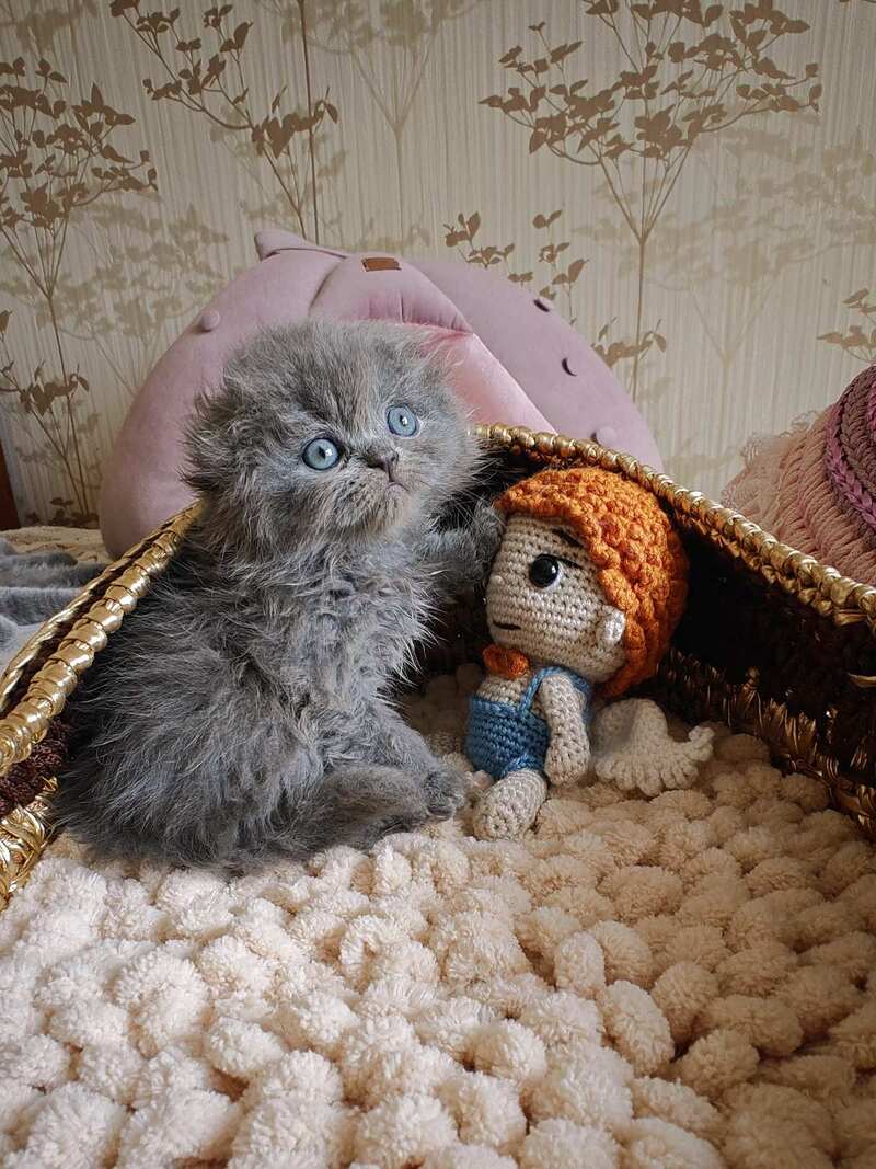 Umik Scottish Fold male, blue