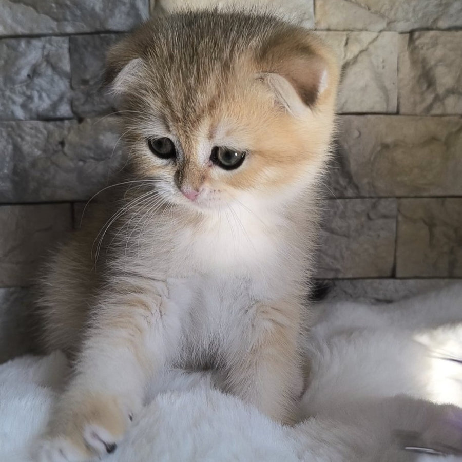 Morris Scottish Fold male, black golden shaded