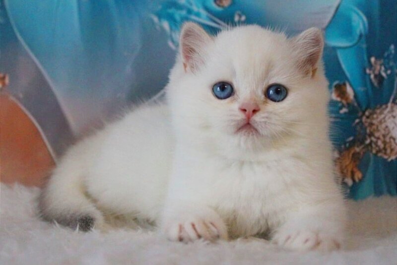 Grey British Shorthair male, blue golden chinchilla