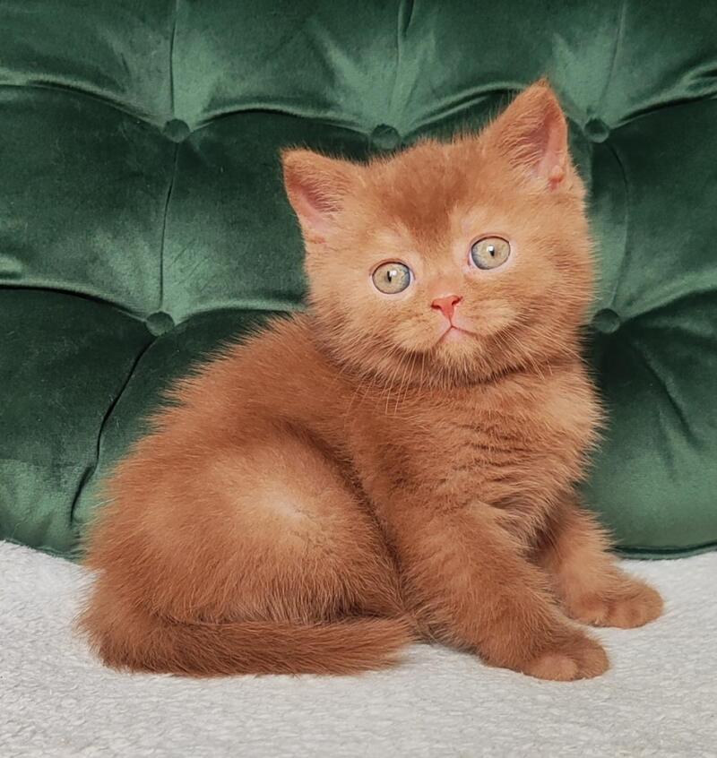 Unus British Shorthair male, cinnamon