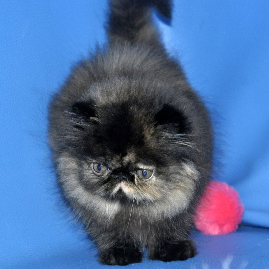 Naomi Persian female, black tortie tabby