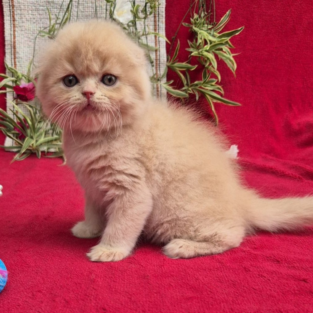 Milo Scottish Fold male, cream
