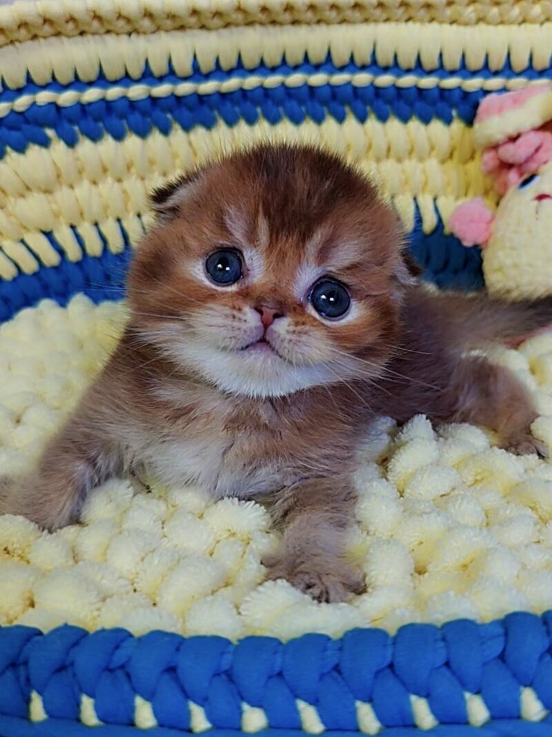 Paladin Scottish Fold male, chocolate golden ticked tabby