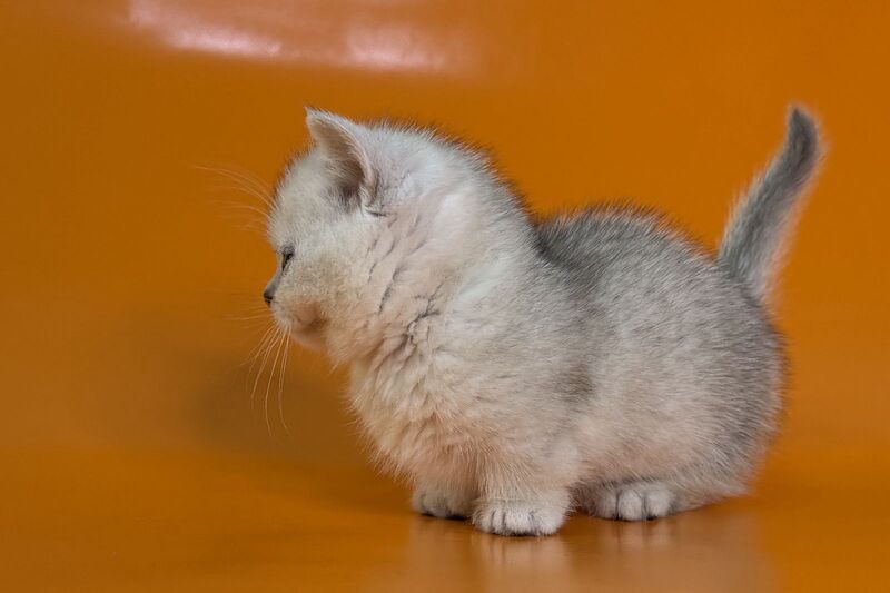 Zur Munchkin male black silver shaded - live animals