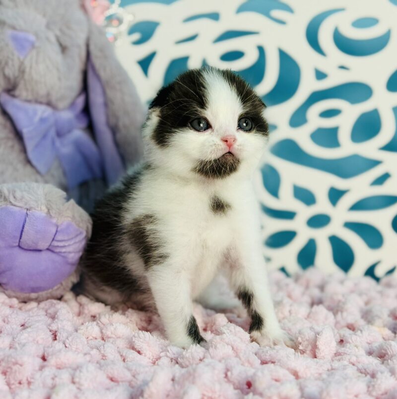 Bubble Scottish Fold male, black bicolour
